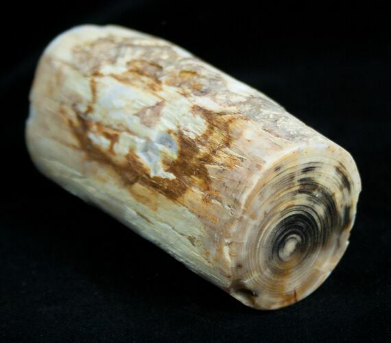 Petrified Wood Limb From Washington #1829